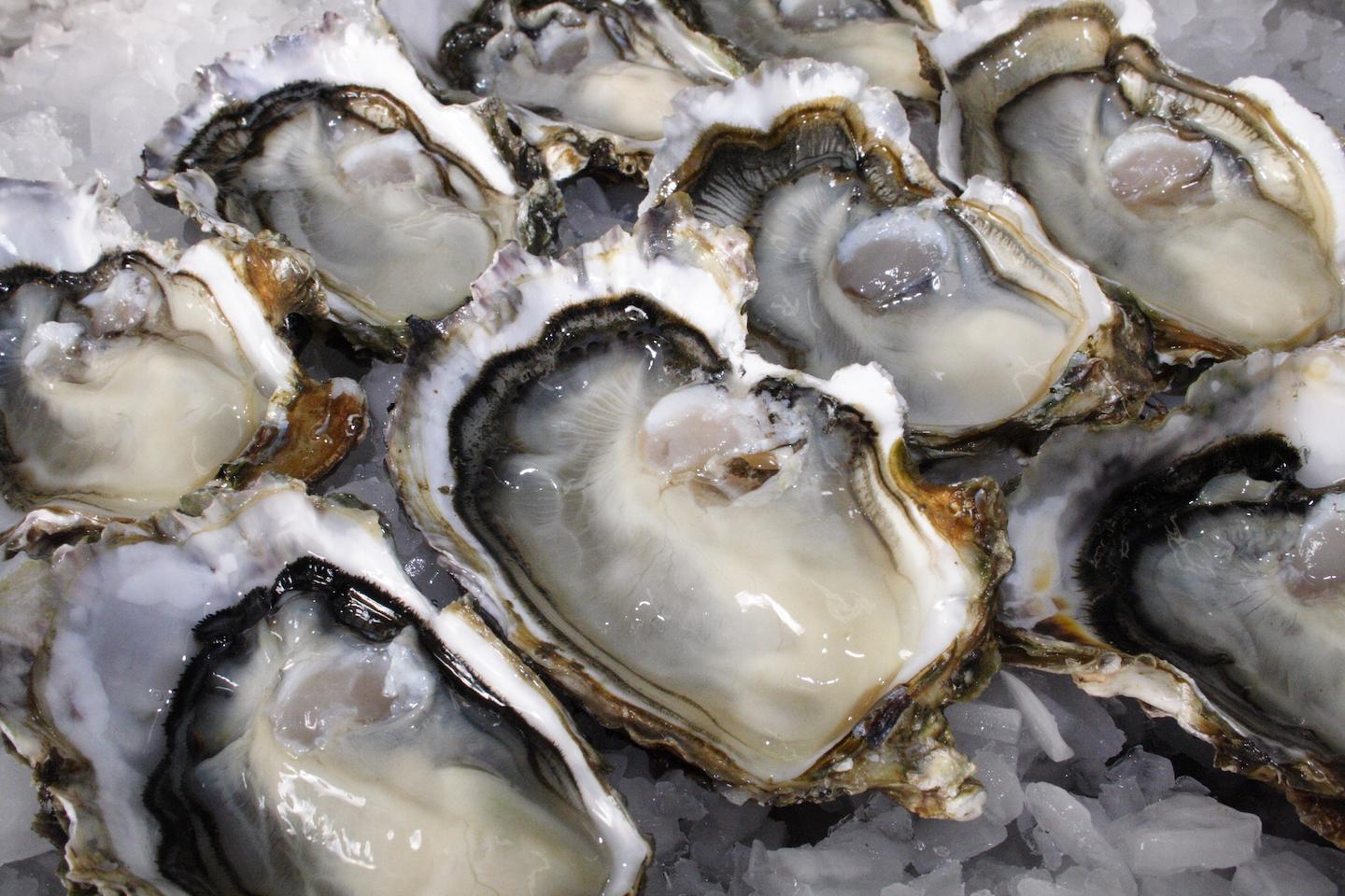 Fresh Oysters